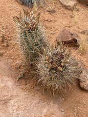 Sclerocactus parviflorus