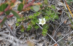 Boronia parviflora