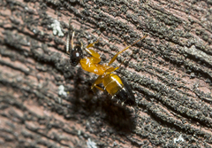 Opisthopsis