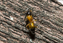 Opisthopsis