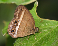Yphthimoides maepius