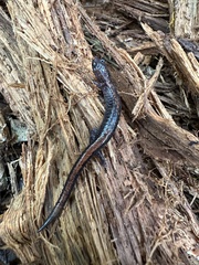 Plethodon cinereus image
