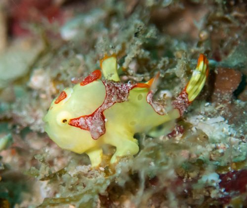 Frogfish