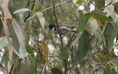 Melithreptus affinis