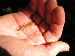 Prognathogryllus elongatus