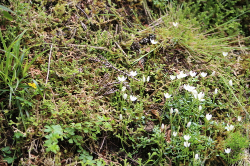 Centaurium scilloides (Centaurium scilloides)