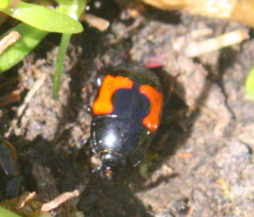 Military Clown Beetle