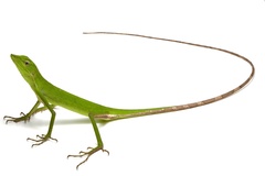 Vietnamese Forest Lizard photo 2