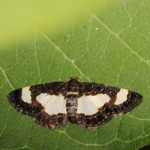 Common Spring Moth photo 6