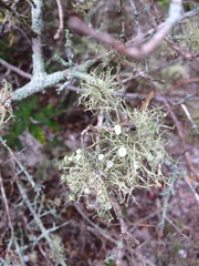 Ramalina stenospora