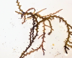 Acanthophora spicifera
