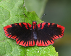 Haemactis sanguinalis