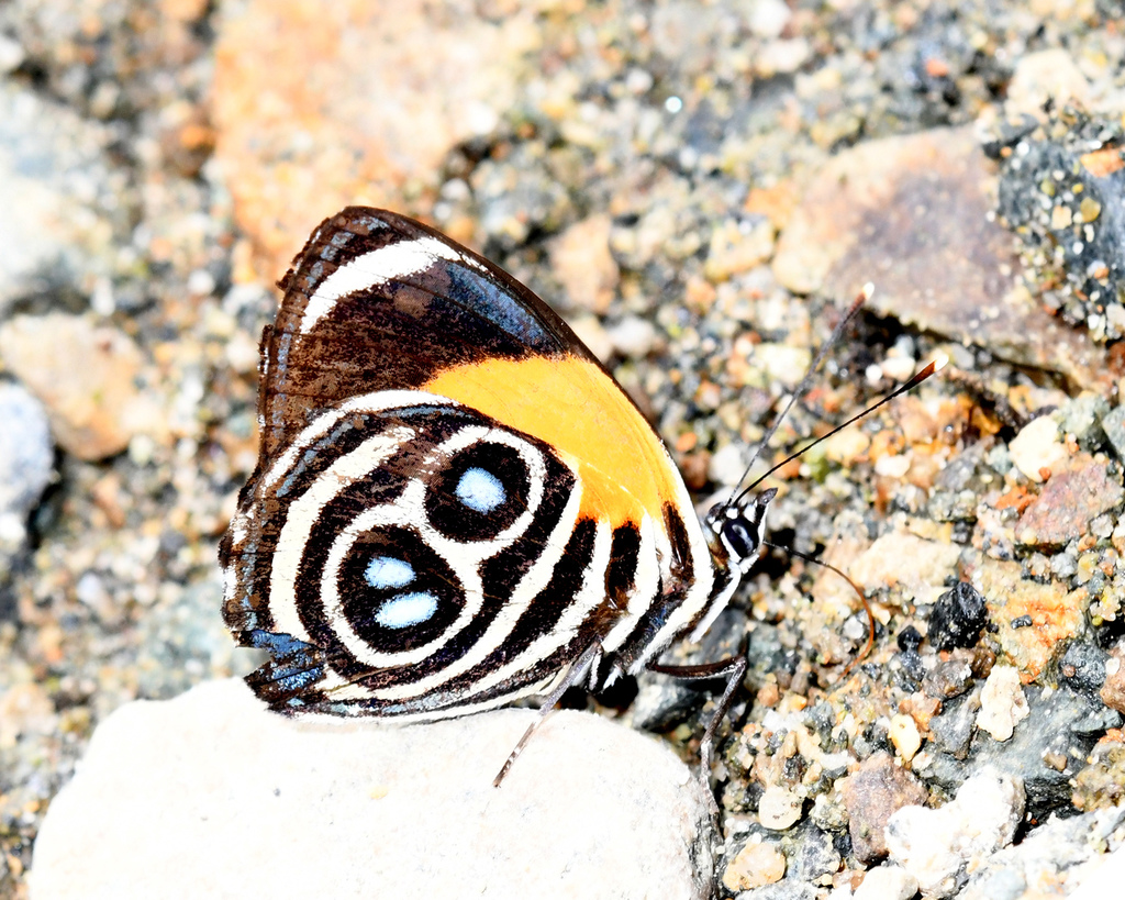 Eunomia numberwing