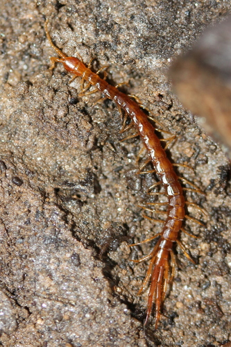 Cryptops hortensis