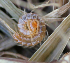Cryptops leucopodus