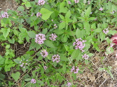 Crusea hispida