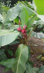 Musa