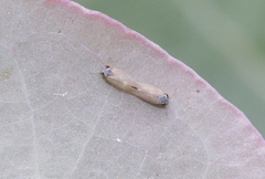 Ctenarytaina eucalypti