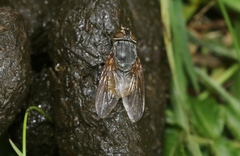 Calliphora hilli