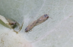 Ctenarytaina eucalypti