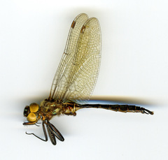 Somatochlora walshii