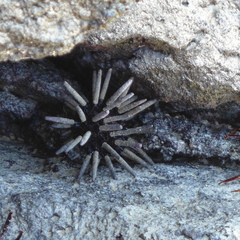 Image of Eucidaris galapagensis