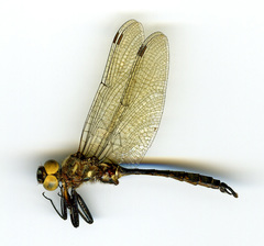 Somatochlora walshii