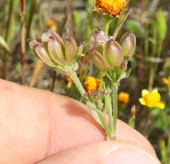 Lomatium caruifolium