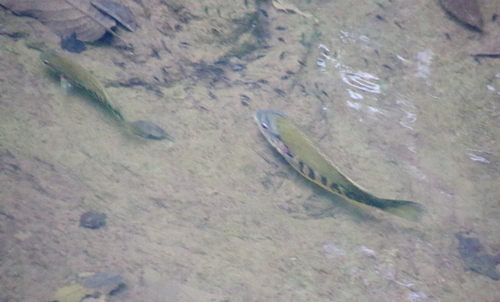 Tuba cichlid (Tomocichla tuba) — Cichlidae — 4