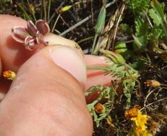 Lomatium caruifolium