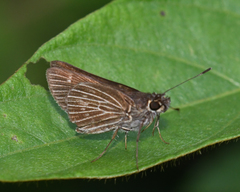Vehilius stictomenes