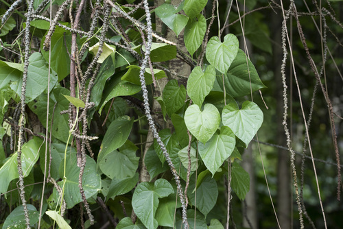 Tinospora crispa, photograph 4
