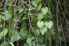 Licheng Shih, CC BY, iNaturalist via GBIF Tinospora crispa, photograph Licheng Shih, CC BY, iNaturalist via GBIF