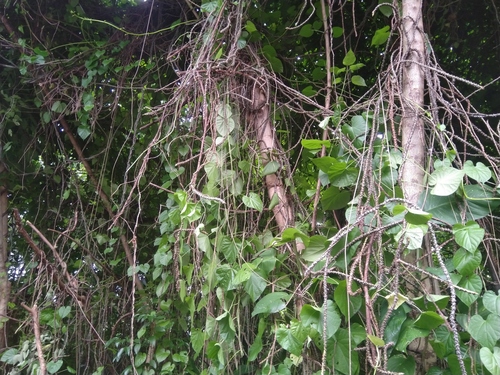Tinospora crispa, photograph 5
