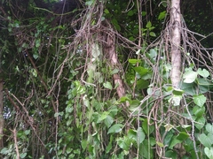 Licheng Shih, CC BY, iNaturalist via GBIF Tinospora crispa, photograph Licheng Shih, CC BY, iNaturalist via GBIF