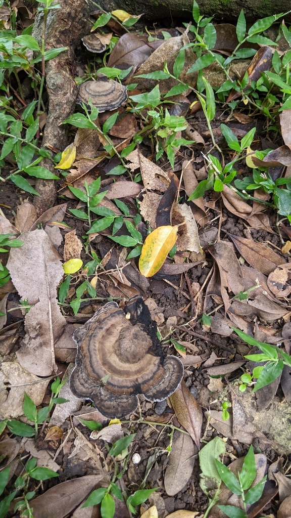 Sanguinoderma rugosum · June 2023 · photo: © dona5831 (iNaturalist, cc-by-nc)