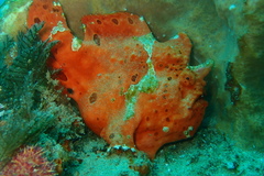 Antennarius commerson