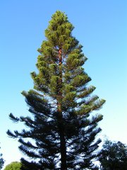 Araucaria heterophylla