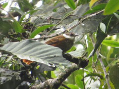 Pseudocolaptes boissonneautii