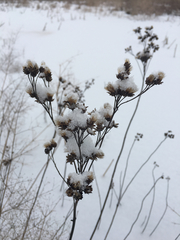 Vernonia fasciculata