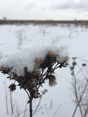 Vernonia fasciculata