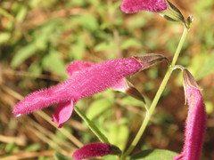 Salvia curviflora