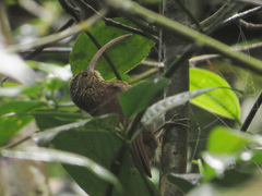 Campylorhamphus pusillus