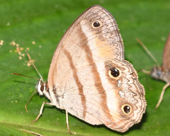 Cissia penelope