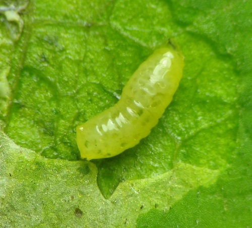 Milkweed Leaf-miner Fly photo 2