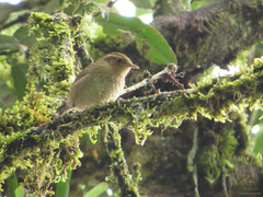 Troglodytes solstitialis