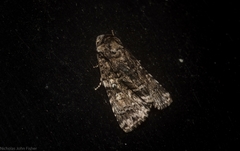 Turnerinycta phaeocosma