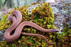 Storeria hidalgoensis