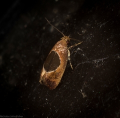 Hoplomorpha abalienella