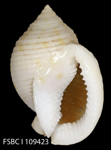 Scotch Bonnet Snail